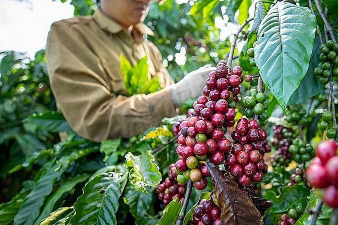 Giá cà phê hôm nay phá đỉnh lịch sử, nông dân không vội bán