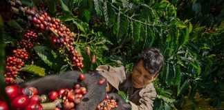 Giá cà phê lên cao kỷ lục, liệu cà phê Việt có trở nên “lấp lánh”?