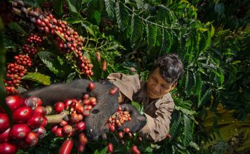 Giá cà phê lên cao kỷ lục, liệu cà phê Việt có trở nên “lấp lánh”? Giá cà phê lên cao kỷ lục, liệu cà phê Việt có trở nên “lấp lánh”?