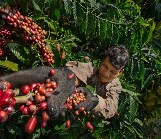 Giá cà phê lên cao kỷ lục, liệu cà phê Việt có trở nên “lấp lánh”?