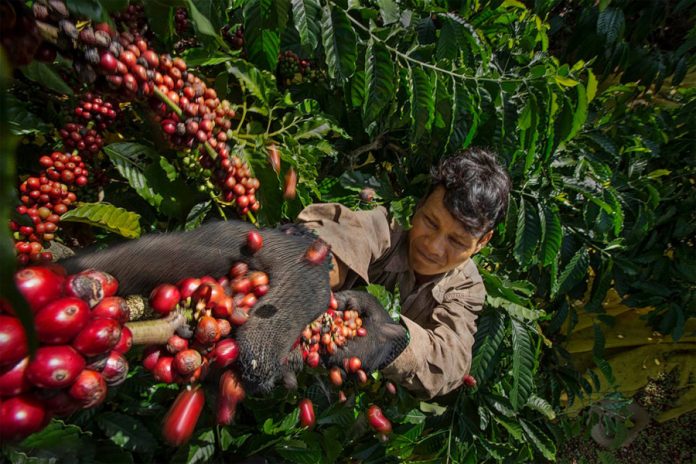 Giá cà phê lên cao kỷ lục, liệu cà phê Việt có trở nên “lấp lánh”?