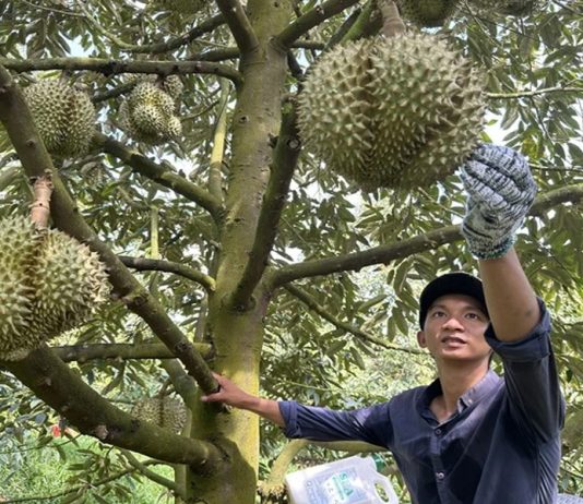 Hai lô hàng sầu riêng, ớt Việt tồn dư hóa chất bị Nhật Bản tiêu hủy