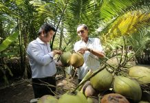 Hỗ trợ 4 tỉnh ĐBSCL liên kết sản xuất dừa