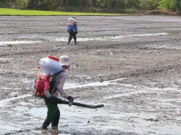 Lúa chưa xuống giống đã được đặt cọc giá cao