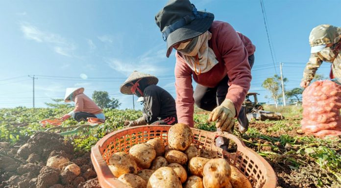 Năng suất khoai tây tăng vọt nhờ giống mới và kỹ thuật mới giúp