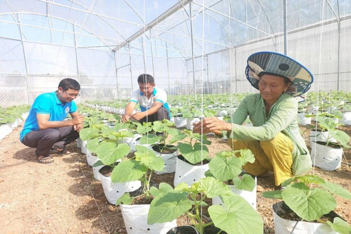 Nông dân Bình Phước tất bật chuẩn bị nông sản phục vụ thị trường Tết