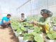 Nông dân Bình Phước tất bật chuẩn bị nông sản phục vụ thị trường Tết