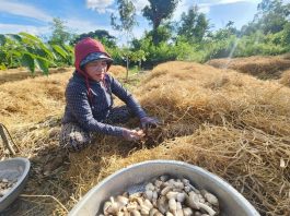 Trồng nấm rơm doanh thu hơn 50 triệu đồng/tháng/ha