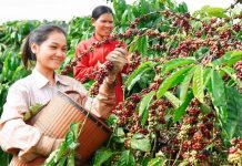 Xuất khẩu cà phê có thể đạt 5 tỷ USD năm 2024