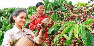 Xuất khẩu cà phê có thể đạt 5 tỷ USD năm 2024