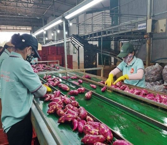 Xuất khẩu khoai lang và ớt sang Trung Quốc tăng mạnh