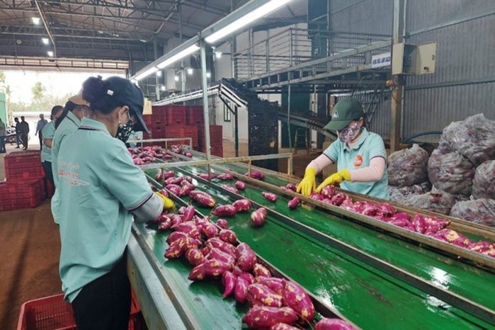 Xuất khẩu khoai lang và ớt sang Trung Quốc tăng mạnh