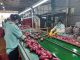 Xuất khẩu khoai lang và ớt sang Trung Quốc tăng mạnh