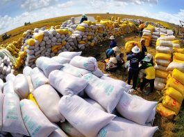 Xuất khẩu nông lâm thủy sản năm 2023 đạt trên 53 tỷ USD