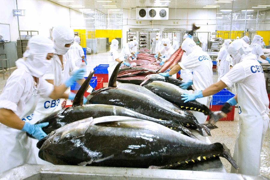 Cá ngừ đại dương được mùa nhưng mất giá