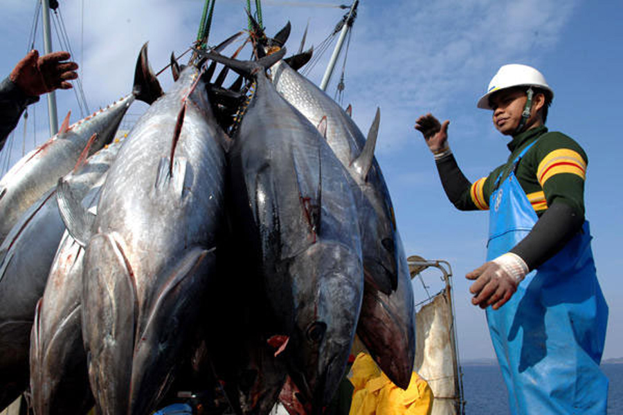 Cá ngừ đại dương được mùa nhưng mất giá