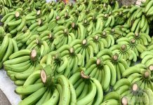 Chuối xuất khẩu dịp tết gặp khó do đâu?