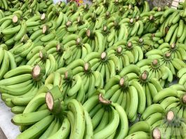 Tổng quan thị trường xuất khẩu chuối Việt nam Chuối xuất khẩu dịp tết gặp khó do đâu?