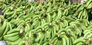Tổng quan thị trường xuất khẩu chuối Việt nam Chuối xuất khẩu dịp tết gặp khó do đâu?