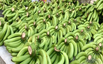 Tổng quan thị trường xuất khẩu chuối Việt nam Chuối xuất khẩu dịp tết gặp khó do đâu?