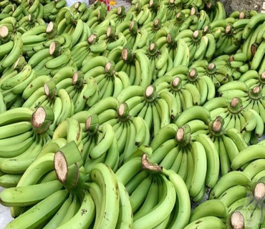 Chuối xuất khẩu dịp tết gặp khó do đâu?