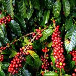 Giá cà phê vượt mốc 74.000 đồng/kg