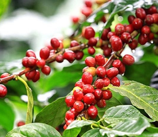 Giá cà phê vượt xa mọi dự đoán trong năm 2023