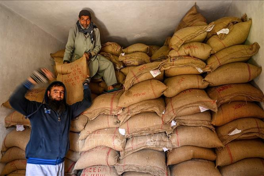 Giá gạo đồ Ấn Độ xuất khẩu tăng lên mức cao kỷ lục