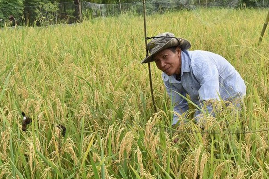 Giá lúa gạo tăng cao, nông dân lại bỏ tôm trồng lúa