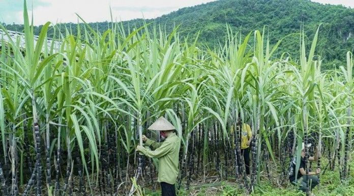 Giá mía đường cao kỷ lục, nông dân lãi đến 50 triệu đồng/ha