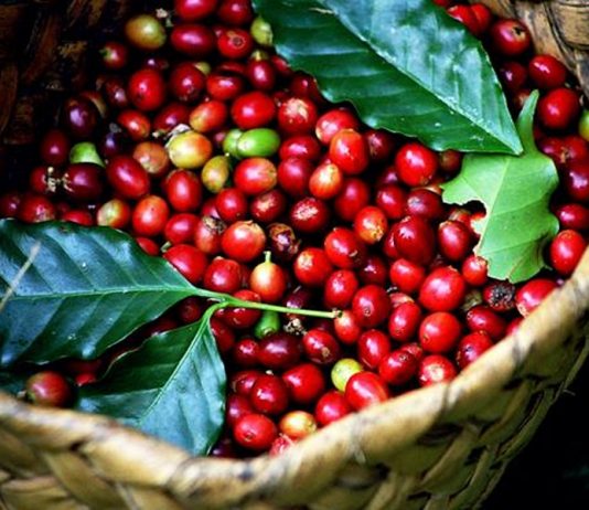 Hà Lan tăng mua cà phê từ thị trường Việt Nam