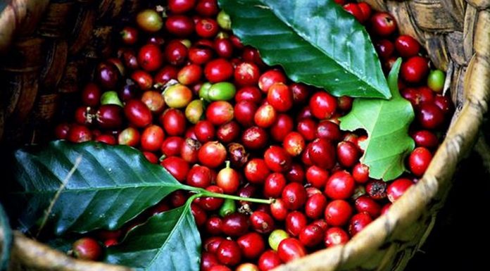 Hà Lan tăng mua cà phê từ thị trường Việt Nam