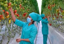 Khoảng 3.000 mã nông sản được phép xuất khẩu sang Trung Quốc