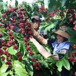 Kim ngạch xuất khẩu cà phê của Việt Nam năm 2023 đạt 4.24 tỷ USD
