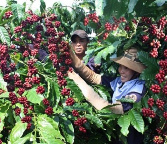 Kim ngạch xuất khẩu cà phê của Việt Nam năm 2023 đạt 4.24 tỷ USD