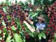 Kim ngạch xuất khẩu cà phê của Việt Nam năm 2023 đạt 4.24 tỷ USD