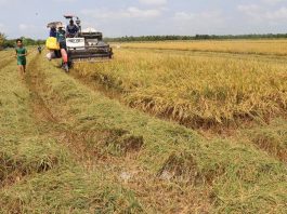 Lúa Đông Xuân sớm được giá cao