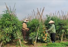 Mô hình trồng rau màu ứng phó Biến đổi Khí hậu cho lợi nhuận kinh tế cao