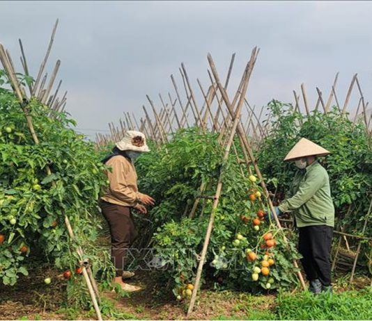 Mô hình trồng rau màu ứng phó Biến đổi Khí hậu cho lợi nhuận kinh tế cao