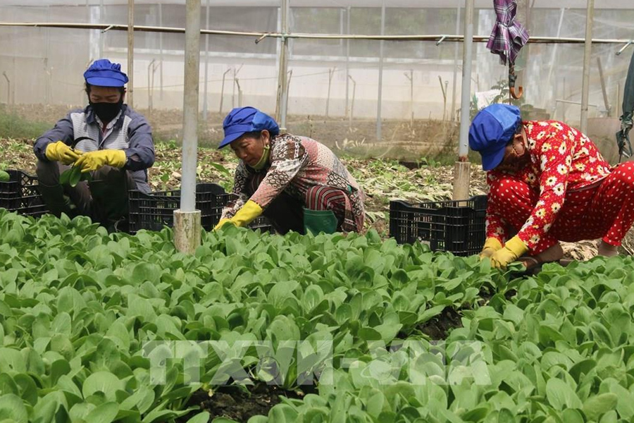 Mô hình trồng rau màu ứng phó Biến đổi Khí hậu cho lợi nhuận kinh tế cao