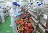 Những yếu tố thuận lợi khi xuất khẩu nông sản sang Trung Quốc
