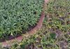 Nông dân kêu cứu vì vườn chuối suy kiệt, nghi do phân bón giả