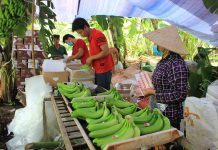 Xuất khẩu chuối gặp khó - Không chỉ riêng Việt Nam