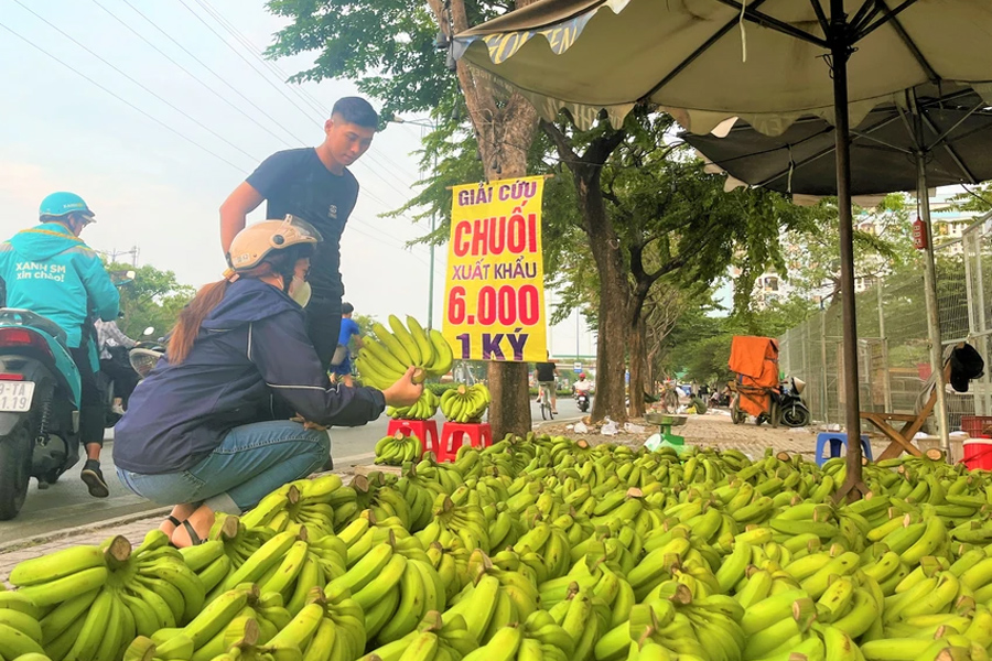 Xuất khẩu chuối gặp khó - Không chỉ riêng Việt Nam