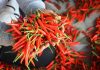 Xuất khẩu ớt thu về 20 triệu USD trong năm 2023