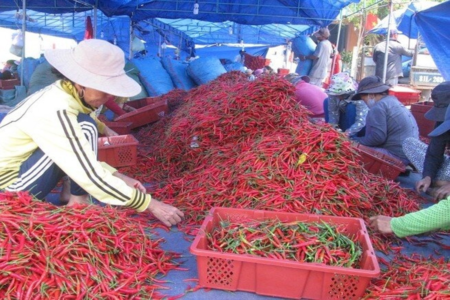 Xuất khẩu ớt thu về 20 triệu USD trong năm 2023