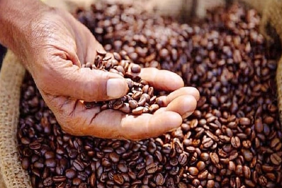 Giá cà phê liệu có thể tiến đến mốc 100.000 đồng/kg?