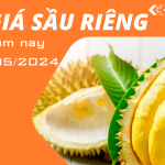 Giá sầu riêng hôm nay ngày 11/5/2024