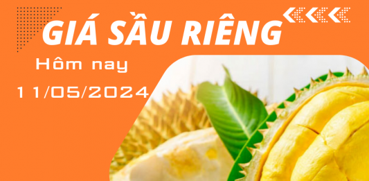 Giá sầu riêng hôm nay ngày 11/5/2024