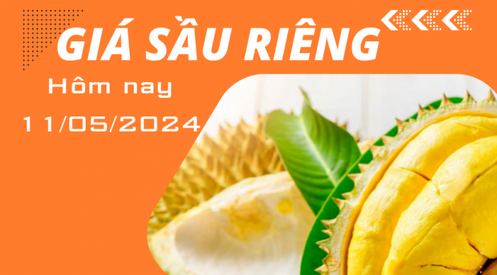 Giá sầu riêng hôm nay ngày 11/5/2024